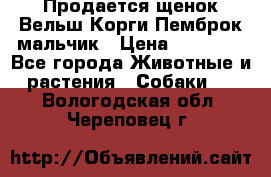 Продается щенок Вельш Корги Пемброк мальчик › Цена ­ 65 000 - Все города Животные и растения » Собаки   . Вологодская обл.,Череповец г.